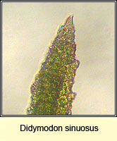 Didymodon sinuosus, Wavy Beard-moss