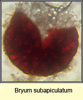 Bryum subapiculatum, Lesser Potato Bryum
