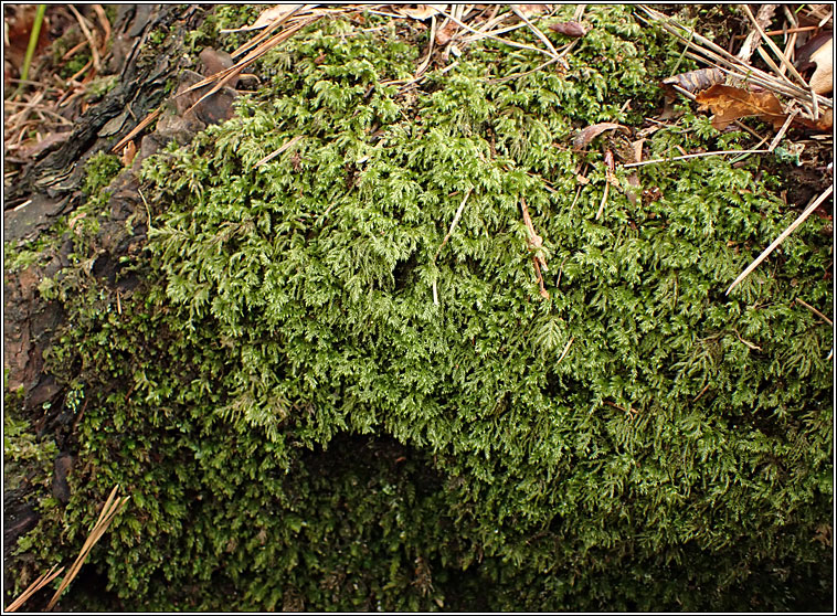 Isothecium myosuroides, Slender Mouse-tail Moss