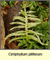 Cirriphyllum piliferum, Hair pointed Feather-moss