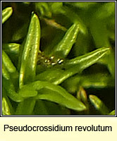 Pseudocrossidium revolutum, Revolute Beard-moss