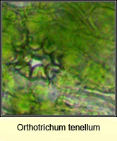 Orthotrichum tenellum, Slender Bristle-moss