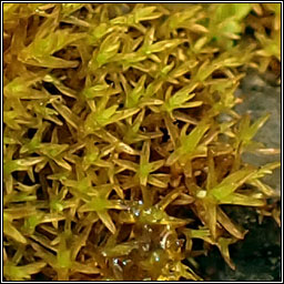 Didymodon tophaceus, Olive Beard-moss