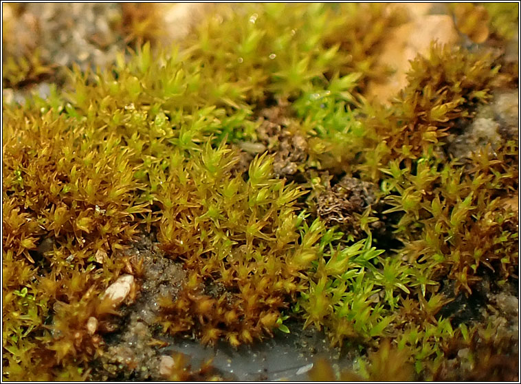 Didymodon tophaceus, Olive Beard-moss