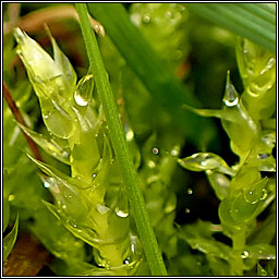 Brachythecium mildeanum, Sand Feather-moss