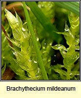 Brachythecium mildeanum, Sand Feather-moss