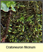 Cratoneuron filicinum, Fern-leaved Hook-moss