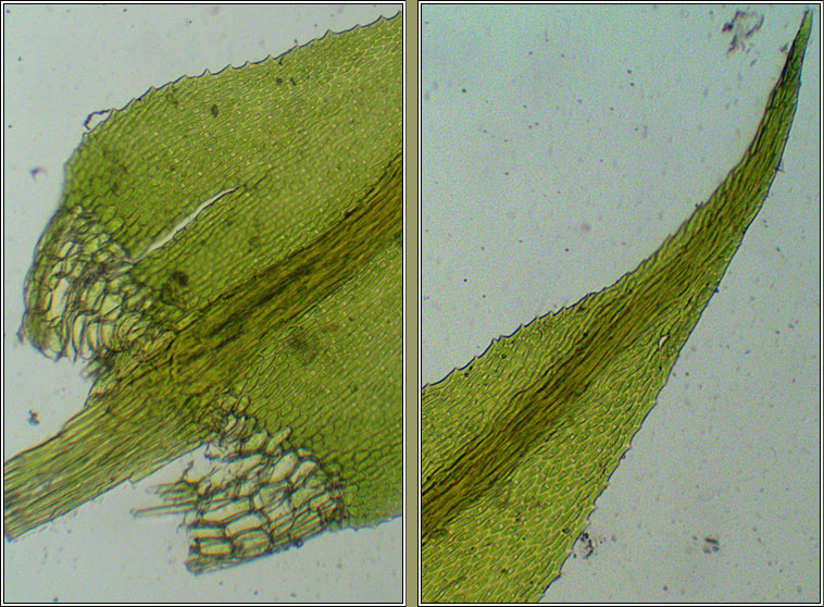 Cratoneuron filicinum, Fern-leaved Hook-moss