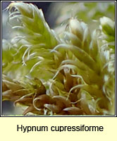 Hypnum cupressiforme