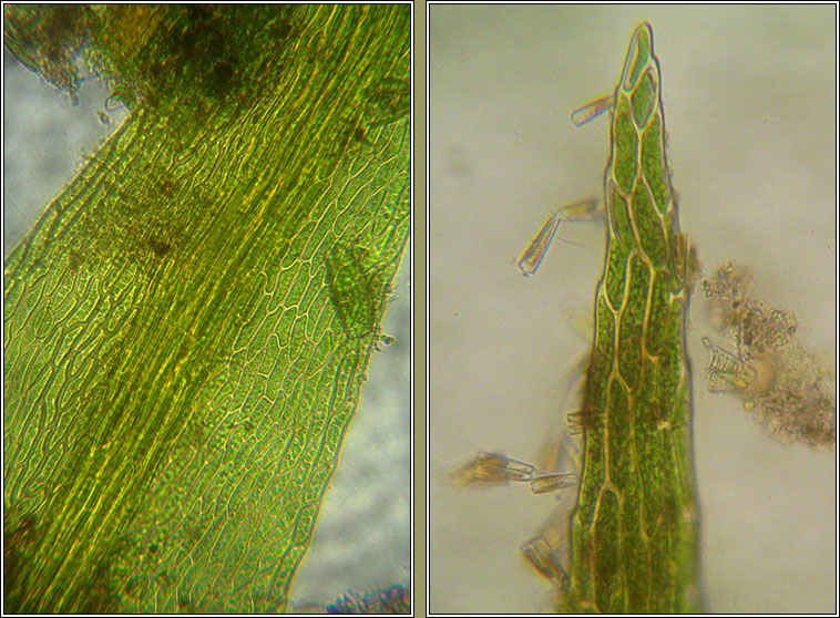 Hygroamblystegium tenax, Fountain Feather-moss