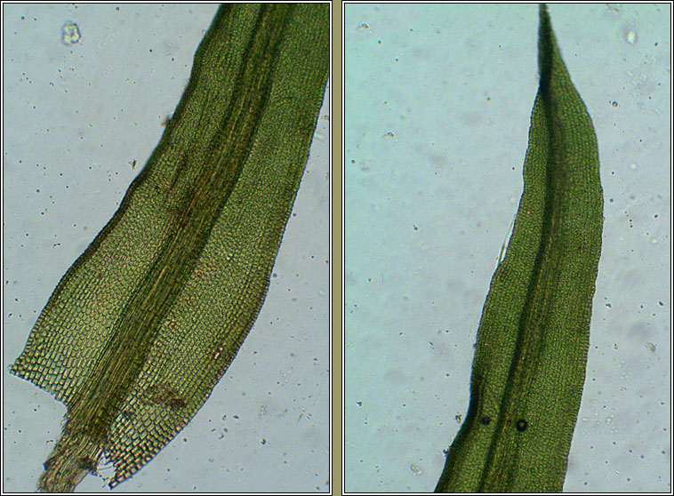 Didymodon vinealis, Soft-tufted Beard-moss