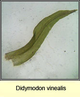 Didymodon vinealis, Soft-tufted Beard-moss