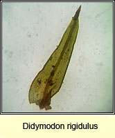 Didymodon rigidulus, Rigid Beard-moss
