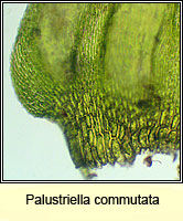 Palustriella commutata, Curled Hook-moss