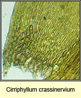 Cirriphyllum crassinervium, Beech Feather-moss