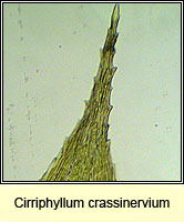 Cirriphyllum crassinervium, Beech Feather-moss