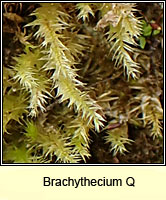 Brachythecium Q