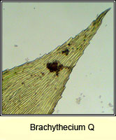 Brachythecium Q