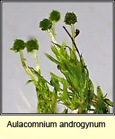 Aulacomnium androgynum, Drumsticks