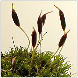 Dicranoweisia cirrata, Common Pincushion