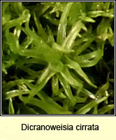 Dicranoweisia cirrata, Common Pincushion