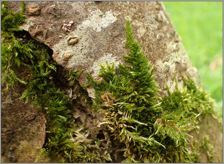 Hypnum resupinatum, Supine Plait-moss