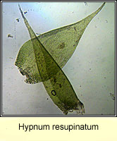 Hypnum cupressiforme var resupinatum, Supine Plait-moss