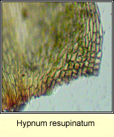 Hypnum resupinatum, Supine Plait-moss