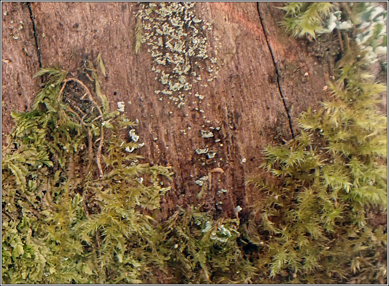 Brachytheciastrum velutinum, Velvet Feather-moss