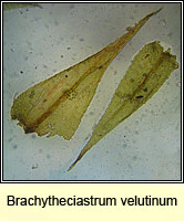 Brachytheciastrum velutinum, Velvet Feather-moss