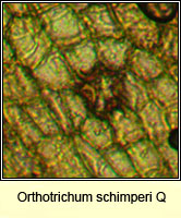 Orthotrichum pumilum