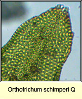 Orthotrichum 