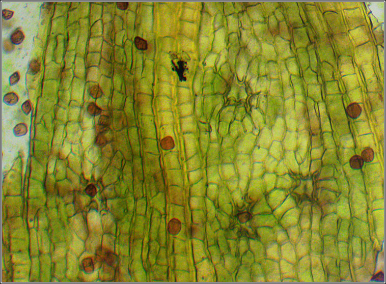 Orthotrichum pulchellum, Elegant Bristle-moss