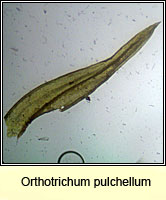 Orthotrichum pulchellum, Elegant Bristle-moss