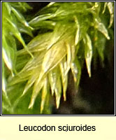 Leucodon sciuroides, Squirrel-tail Moss