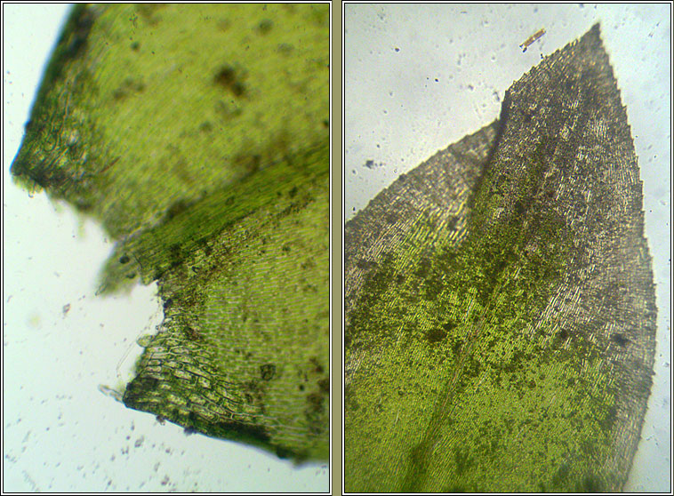 Rhynchostegium riparioides, Long-beaked Water Feather-moss
