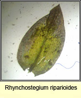 Rhynchostegium riparioides, Long-beaked Water Feather-moss