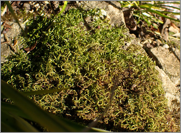 Scorpiurium circinatum, Curving Feather-moss
