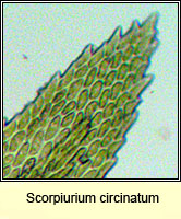 Scorpiurium circinatum, Curving Feather-moss