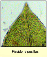 Fissidens pusillus, Petty Pocket-moss