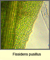 Fissidens pusillus, Petty Pocket-moss
