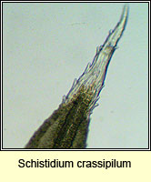 Schistidium crassipilum