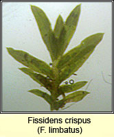 Fissidens crispus, Herzog's Pocket-moss