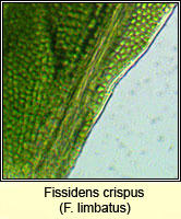 Fissidens crispus, Herzog's Pocket-moss