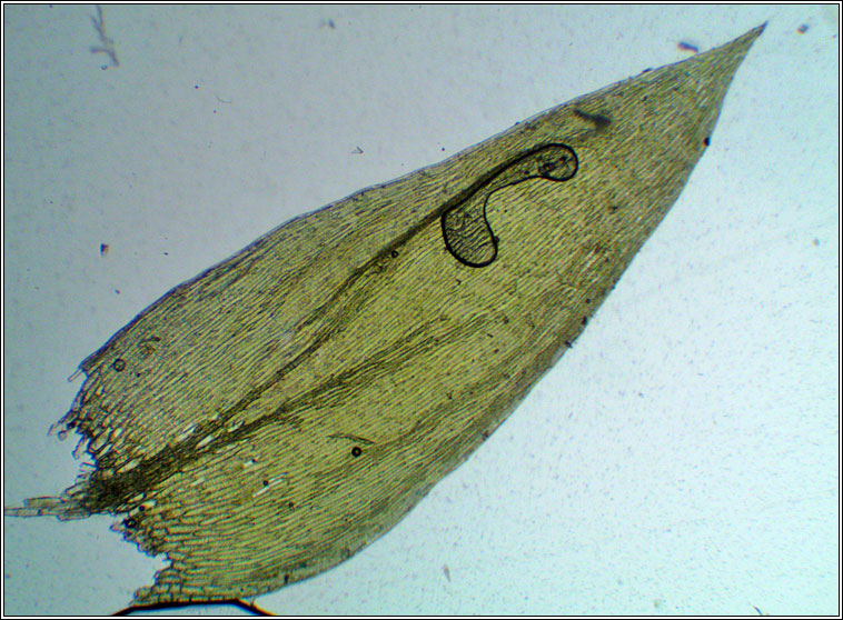 Plagiothecium succulentum, Juicy Silk-moss