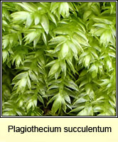 Plagiothecium succulentum, Juicy Silk-moss