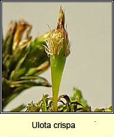 Ulota crispa, Crisped Pincushion