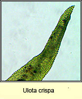 Ulota crispa, Crisped Pincushion