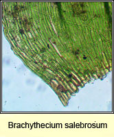 Brachythecium salebrosum, Smooth-stalk Feather-moss