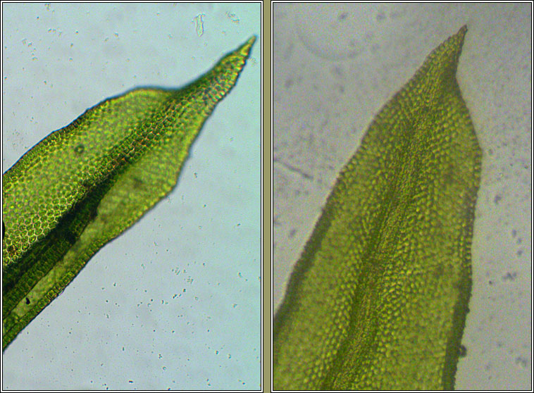 Orthotrichum striatum, Smooth Bristle-moss